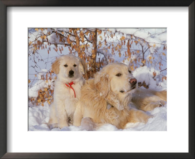Golden Retriever, Female And Puppy Relaxing In Winter by Alan And Sandy Carey Pricing Limited Edition Print image