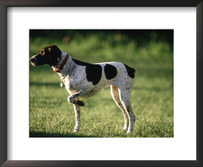 German Short-Hair Pointer by Frank Siteman Pricing Limited Edition Print image