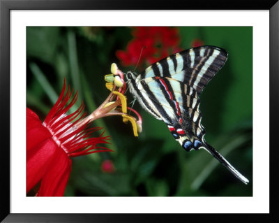 Zebra Swallowtail (Euritides Marcellas) by Priscilla Connell Pricing Limited Edition Print image
