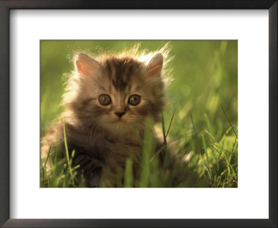 Persian Silver Tabby Kitten In Field Of Grass by Frank Siteman Pricing Limited Edition Print image
