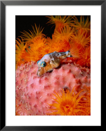 Sharp Nosed Puffer On Sponge by Mike Mesgleski Pricing Limited Edition Print image