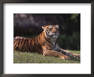 Bengal Tiger by Larry Lipsky Pricing Limited Edition Print image