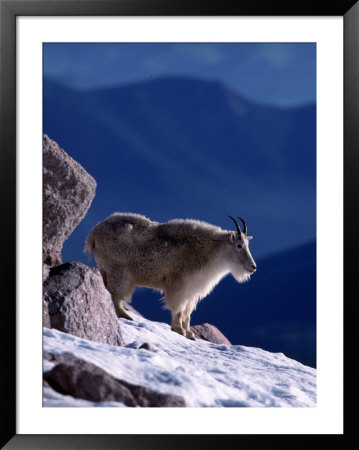 Mountain Goat, Oreamos Americanus, Co by Robert Franz Pricing Limited Edition Print image