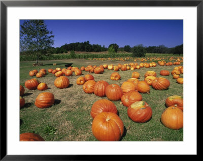 Pumpkin Patch, Ca by Mitch Diamond Pricing Limited Edition Print image