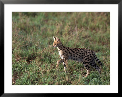 Serval, Felis Serval, Tanzania by Robert Franz Pricing Limited Edition Print image