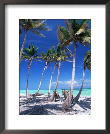 Horses, Playa Juanillo, Dominican Republic by Timothy O'keefe Pricing Limited Edition Print image