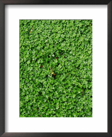 Soleirolia Soleirolii (Mind Your Own Business), Evergreen Perennial, Tiny Green Leaves Of Plant by Mark Bolton Pricing Limited Edition Print image