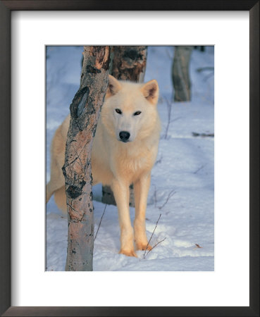 Gray Wolf, Canis Lupus by Lynn M. Stone Pricing Limited Edition Print image