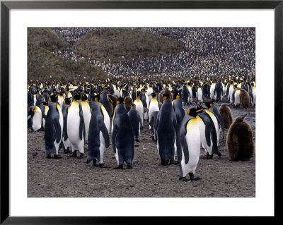 King Penguins by Lynn M. Stone Pricing Limited Edition Print image