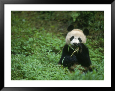 Giant Panda Eating, Wolong, China by Erwin Nielsen Pricing Limited Edition Print image