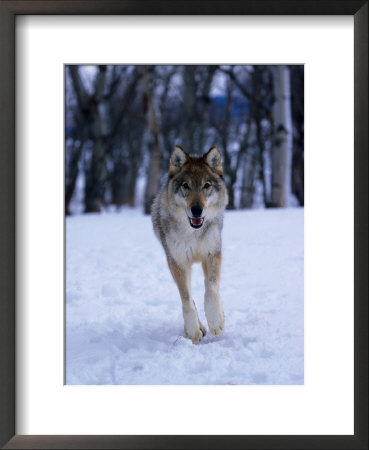 Gray Wolf Running In Snow, Canis Lupus by Lynn M. Stone Pricing Limited Edition Print image