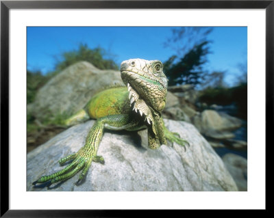 Green Iguana In Stream-Side Natural Habitat, Lambayeque Province, Peru by Mark Jones Pricing Limited Edition Print image