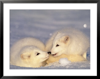 Arctic Fox Pups by Lynn M. Stone Pricing Limited Edition Print image