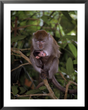 Mother And Baby Long-Tailed Macaque by Robert Franz Pricing Limited Edition Print image