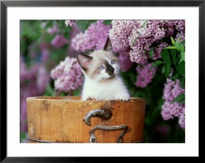 Kitten In A Milk Bucket by Alan And Sandy Carey Pricing Limited Edition Print image