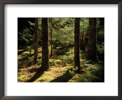 Moss Spruce Trees, Acadia National Park, Me by Eric Horan Pricing Limited Edition Print image