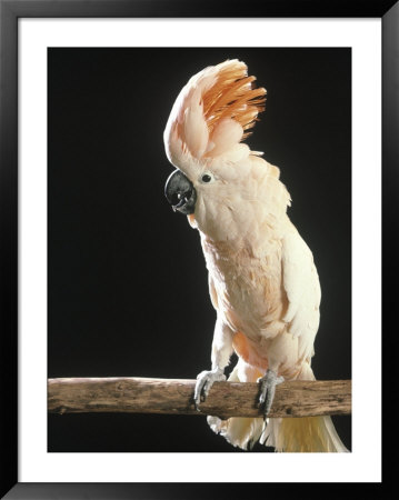 Moluccan Cockatoo by John Dominis Pricing Limited Edition Print image