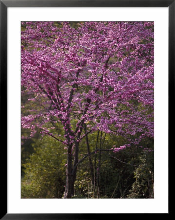 Central Park, Nyc by Lauree Feldman Pricing Limited Edition Print image