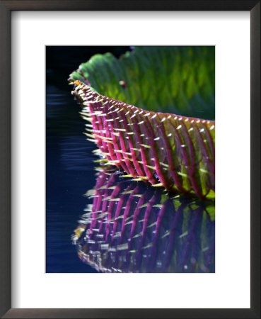 Gaint Amazon Water Lily Leaf, Sir Seewoosagur Ramgoolam Botanical Gardens, Mauritius by Roger De La Harpe Pricing Limited Edition Print image