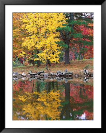 Reflection Of Fall Leaves In Pond, New England by Curtis Martin Pricing Limited Edition Print image