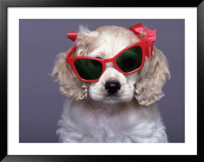 Cocker Spaniel Wearing Bows And Sunglasses by Raeanne Rubenstein Pricing Limited Edition Print image