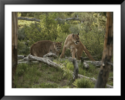 Mother Mountain Lion And Her Eleven-Month-Old Cub by Jim And Jamie Dutcher Pricing Limited Edition Print image