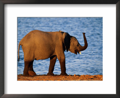 African Elephant By A Water Hole by Beverly Joubert Pricing Limited Edition Print image