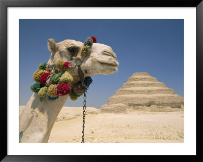 Dromedary Camel Standing Before The Step Pyramid Of Djoser by Richard Nowitz Pricing Limited Edition Print image