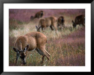 Herd Of Deers, Redwood National Park, Usa by Kraig Lieb Pricing Limited Edition Print image