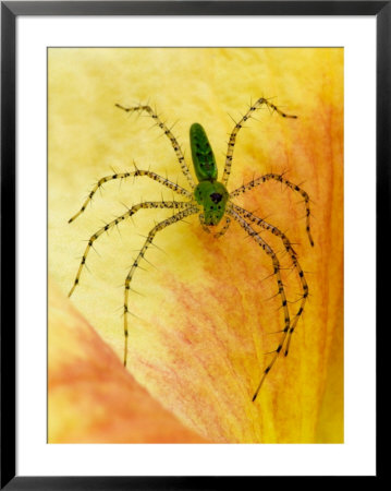 Spider On Daylily, Savannah, Georgia, Usa by Joanne Wells Pricing Limited Edition Print image
