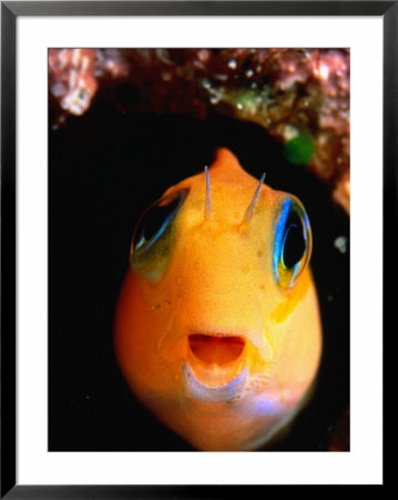 Ecsenius Species Fish, Of Blenniidae Family, Perciformes Order, Maldives by Michael Aw Pricing Limited Edition Print image