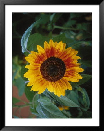 Close-Up Of A Sunflower by Ej West Pricing Limited Edition Print image