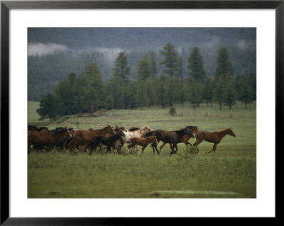 Herd Of Running Horses by Bob Trehearne Pricing Limited Edition Print image