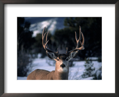 Five Point Buck (Odocoileus Hemionus) by Tim Haske Pricing Limited Edition Print image