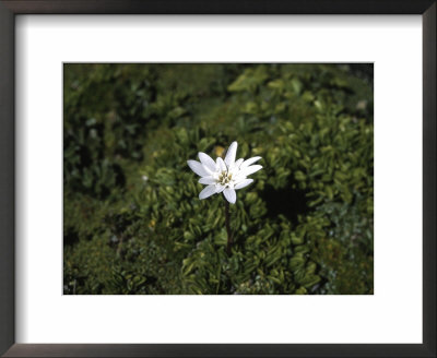 Close View Of A Small White Flower by Pablo Sandor Pricing Limited Edition Print image
