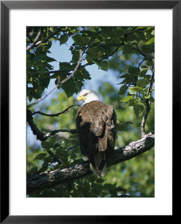 American Bald Eagle Perches On A Tree Branch by Rich Reid Pricing Limited Edition Print image