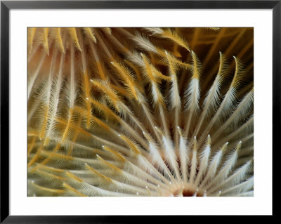 Tubeworms Raking The Passing Currents For Food by George Grall Pricing Limited Edition Print image