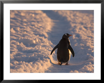 Gentoo Penguin Rests On Trail Towards Colony On Petermann Island, Antarctic Peninsula by Hugh Rose Pricing Limited Edition Print image