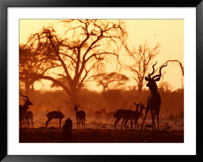 Adult Male Kudu With Impala At Pump Pan Waterhole, Chobe National Park, Botswana by Andrew Parkinson Pricing Limited Edition Print image