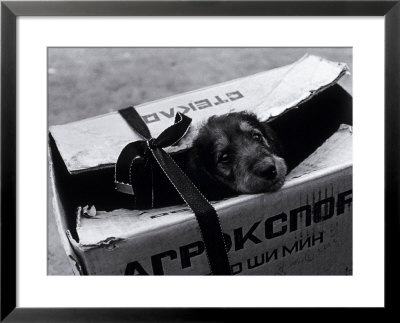 Puppy For Sale At A Flea Market, Moscow, Russia by Walter Bibikow Pricing Limited Edition Print image