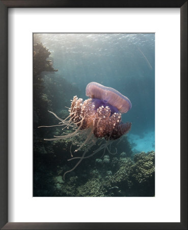 Jelly Fish, St. Johns Reef, Red Sea by Mark Webster Pricing Limited Edition Print image