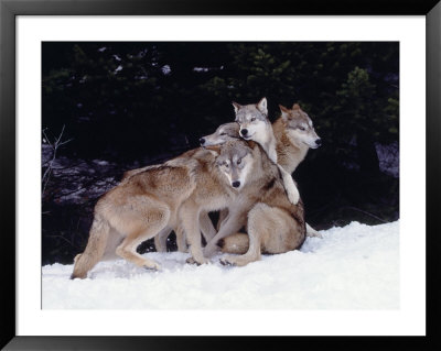 Gray Wolves Cuddling And Playing by Lynn M. Stone Pricing Limited Edition Print image
