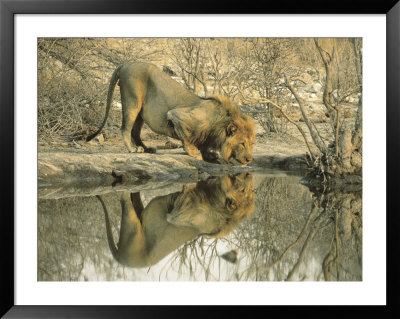 Lion Drinking Water by Martin Bruce Pricing Limited Edition Print image