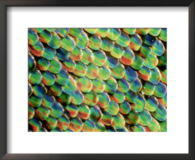 Birdwinged Butterfly, Scales, Philippines by Kjell Sandved Pricing Limited Edition Print image