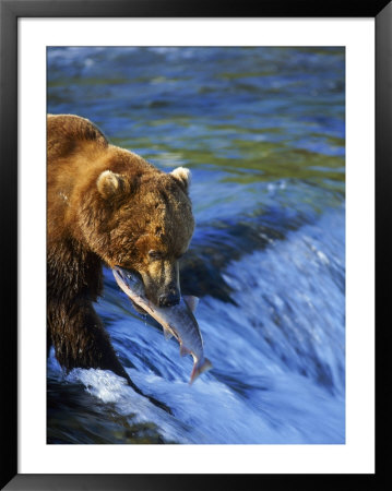 Grizzly Bear With Salmon, Brooks Falls, Katmai, Ak by Kyle Krause Pricing Limited Edition Print image