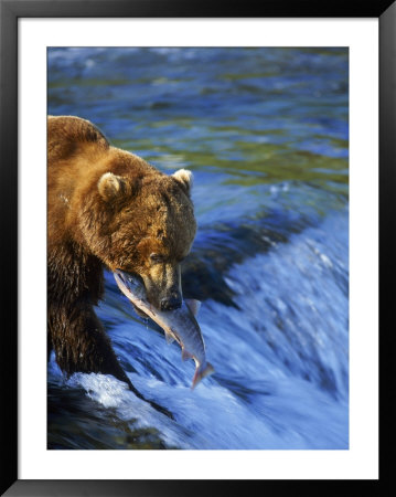 Grizzly Bear With Salmon, Brooks Falls, Katmai, Ak by Kyle Krause Pricing Limited Edition Print image
