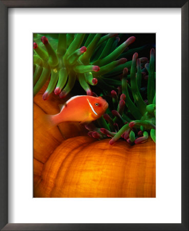 Clown Fish & Anemone, Truk Lagoon by Mike Mesgleski Pricing Limited Edition Print image