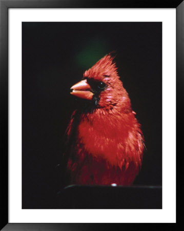 Male Cardinal by Ken Wardius Pricing Limited Edition Print image