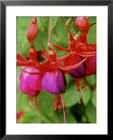 Fuchsia Brutus (Ladys Eardrops) by Mark Bolton Pricing Limited Edition Print image