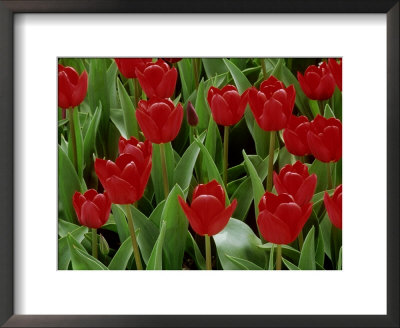 Tulipa Star Of Haarlem (Tulip), Close-Up Of Bright Red Flowers by Mark Bolton Pricing Limited Edition Print image